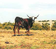 Contr�le laitier � faire